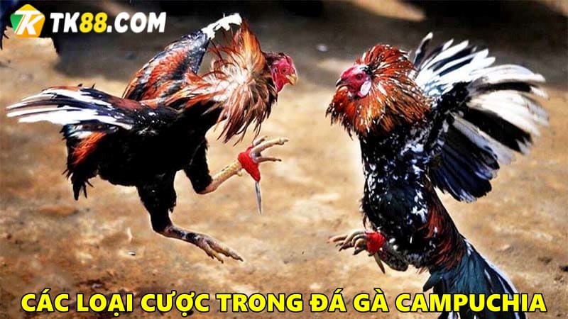 Đá gà Campuchia gồm những loại cược nào?