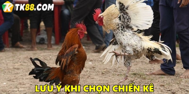 Lưu ý quan trọng khi lựa chọn chiến kê tham gia đá gà