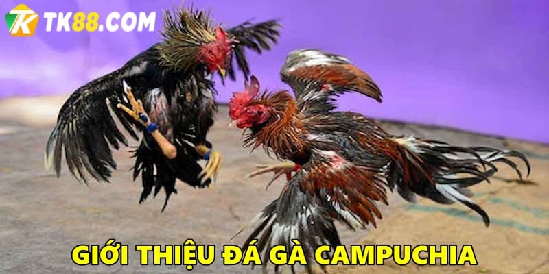 Giới thiệu về đá gà Campuchia