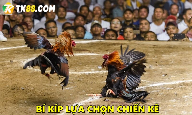 Bí kíp chọn chiến kê cựa sắt hiệu quả bất bại