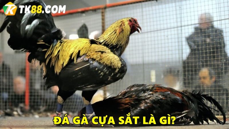 Đá gà cựa sắt là gì?