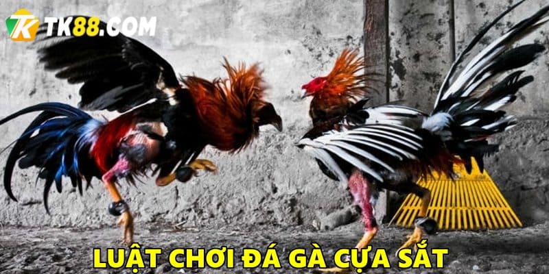 Luật chơi đá gà cựa sắt