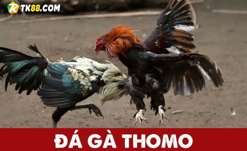 Đá gà Thomo là gì?