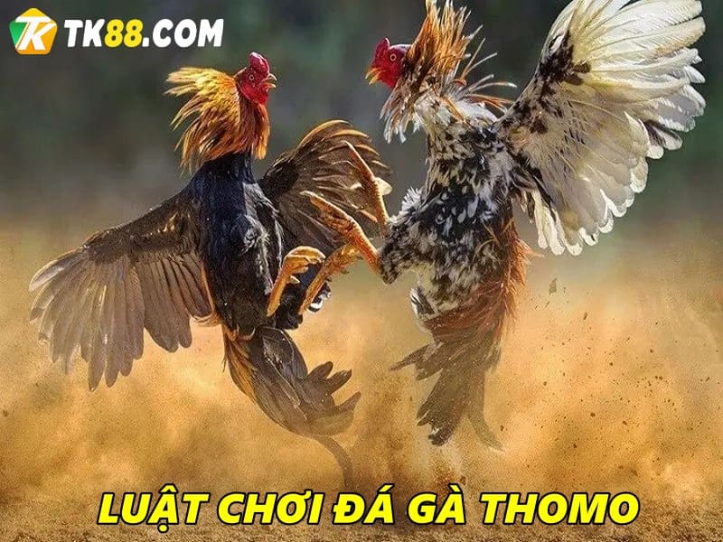 Đá gà Thomo có luật chơi như thế nào?