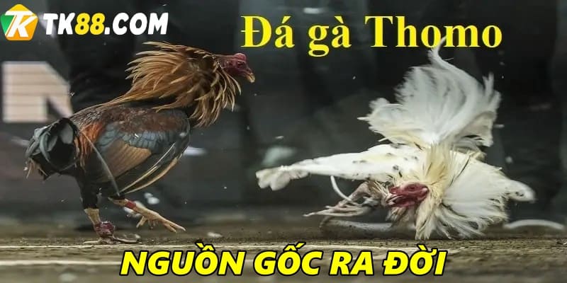 Nguồn gốc của đá gà Thomo