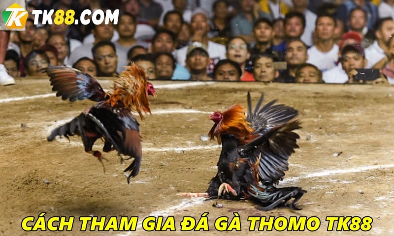 Hướng dẫn cách tham gia đá gà Thomo tại TK88