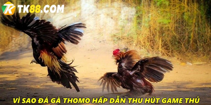 Vì sao đá gà Thomo hấp dẫn cược thủ?